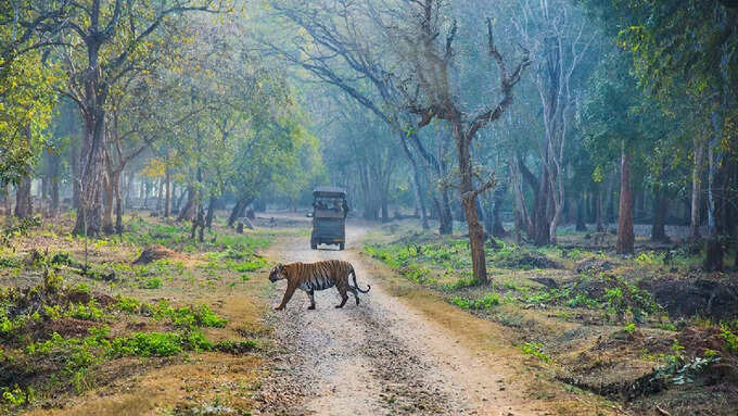 जंगल सफारी करने का सही समय जंगल सफारी करने का सही समय